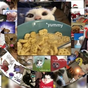 Funny Cat Meme Sticker Set